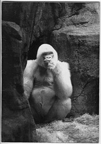 Saor Albino Gorilla.jpg